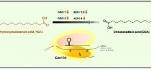 Green synthesis of ω-hydroxydodecanoic acid by engineering C. viswanathii with Cas13d