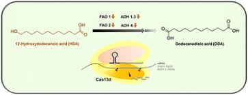 Green synthesis of ω-hydroxydodecanoic acid by engineering C. viswanathii with Cas13d