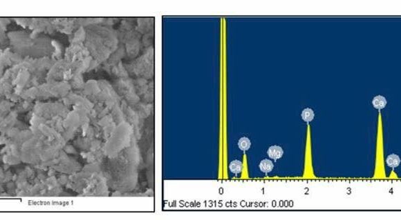 In vitro assessment of bovine-derived hydroxyapatite for bone xenografts