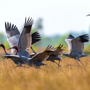 seu-quy5-1768985507715455655435 Nỗ lực bảo tồn sếu quý: Cái tâm và cái tầm từ người lãnh đạo