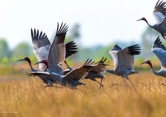 Nỗ lực bảo tồn sếu quý: Cái tâm và cái tầm từ người lãnh đạo