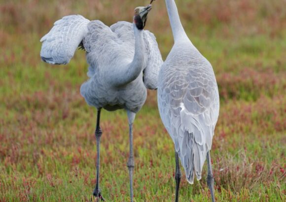 Vị tiến sĩ “giữ đường bay” cho Sếu đầu đỏ