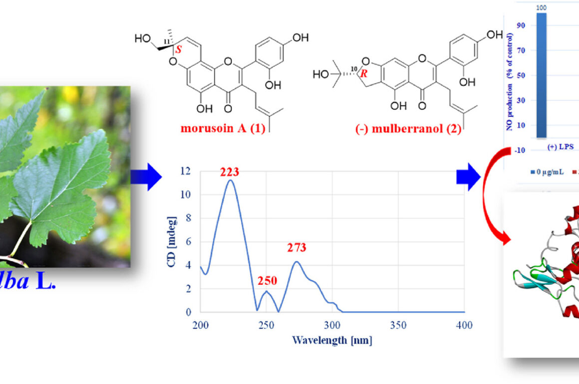 Isolation, structural re-elucidation of two active prenylated flavonoids from Morus alba L. twigs responsible for anti-inflammatory effects: an in vitro and in silico approach