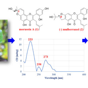 Isolation, structural re-elucidation of two active prenylated flavonoids from Morus alba L. twigs responsible for anti-inflammatory effects: an in vitro and in silico approach