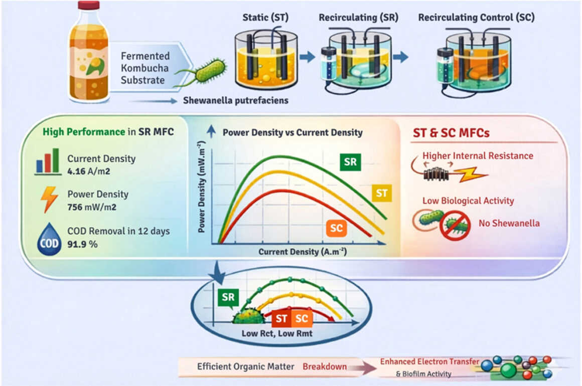 Valorization of kombucha fermentation medium for electricity generation in recirculating microbial fuel cells with Shewanella putrefaciens