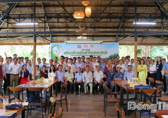 Tìm giải pháp quản lý ốc bươu vàng trên ruộng lúa theo hướng nông nghiệp sinh thái