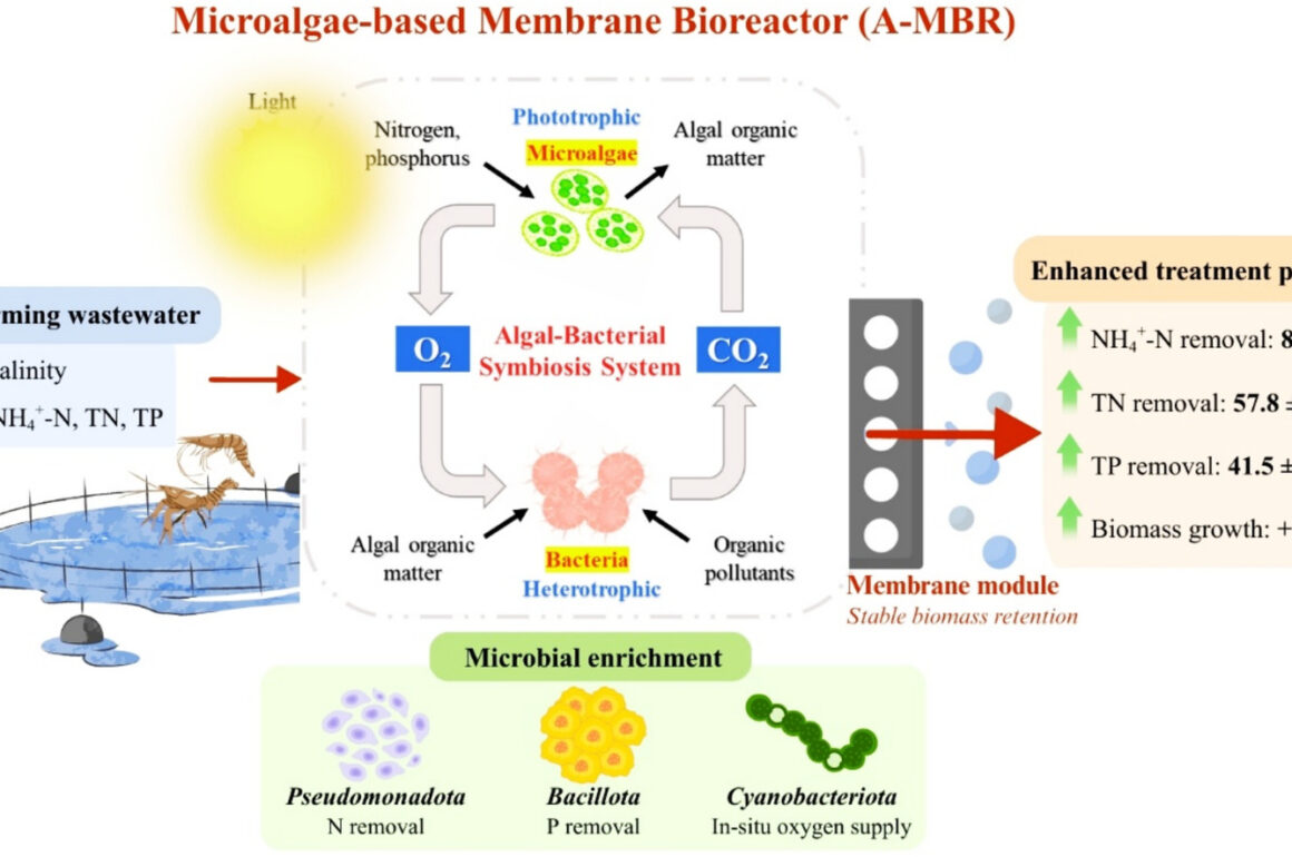 z7963574587576_96bd2c99f63d1e16d8cf88572f46171e Enhanced nutrient removal and microbial stability in a hybrid membrane bioreactor driven by Chlorella sorokiniana-Bacteria synergism