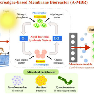 z7963574587576_96bd2c99f63d1e16d8cf88572f46171e Enhanced nutrient removal and microbial stability in a hybrid membrane bioreactor driven by Chlorella sorokiniana-Bacteria synergism