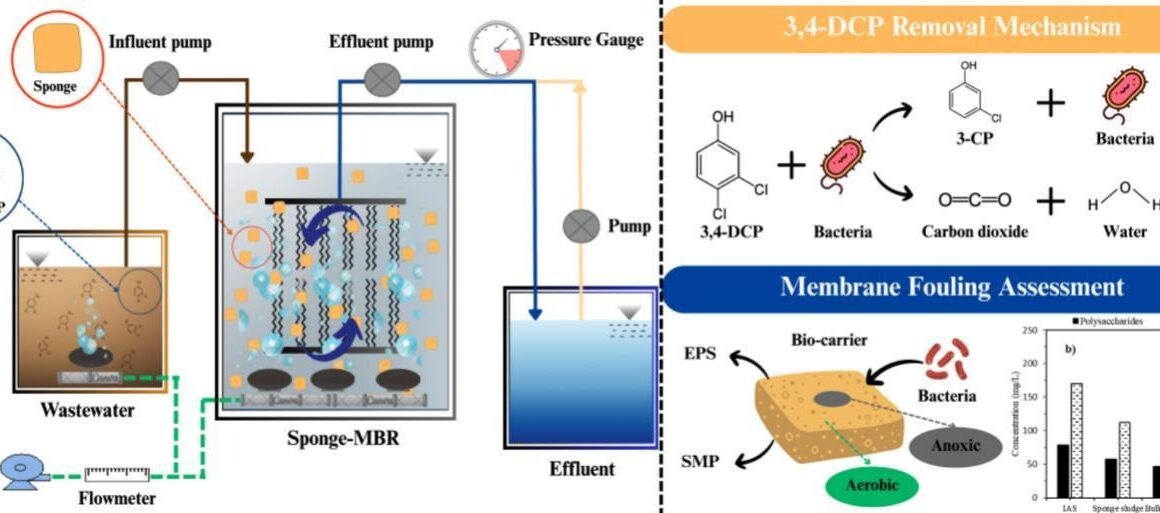 Integrated sponge-membrane bioreactor for removal of 3,4-dichlorophenol: Effects of hydraulic retention time on organic removal, biofouling and microbial adaptation
